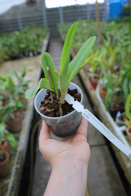 Cattleya maxima concolor white lip 'America' x SELF.jpg