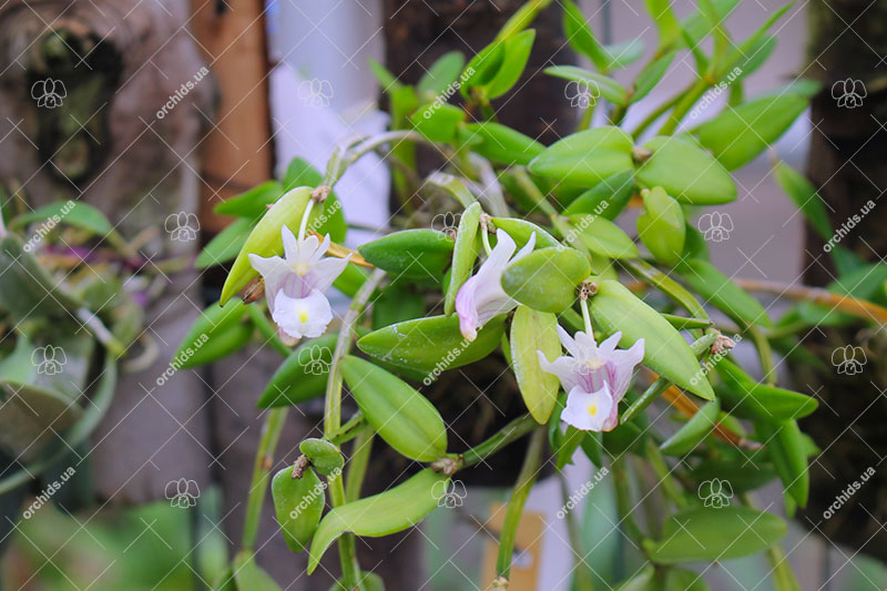 Dendrobium hymenanthum.jpg