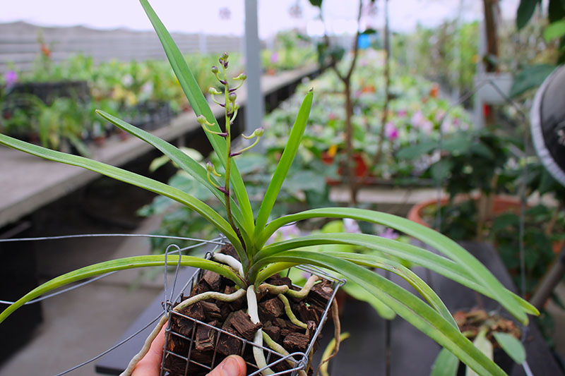 Neostylis Lou Snearly.jpg