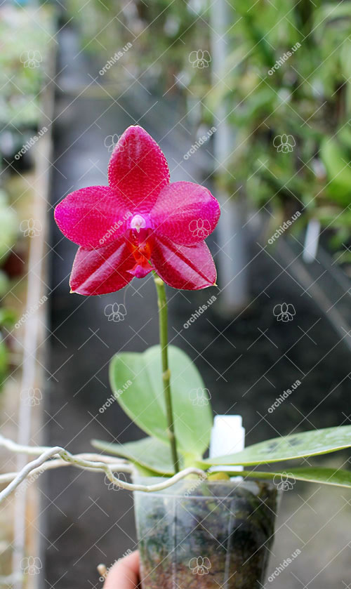 Phalaenopsis Mituo Sun 'Mituo #1' x Ld's Bear King 'RK-1'.jpg