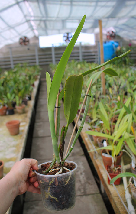 Cattleya maxima tipo select x sib.jpg
