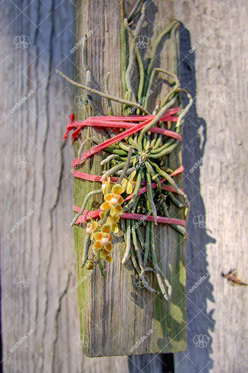 Chiloschista lunifera.jpg