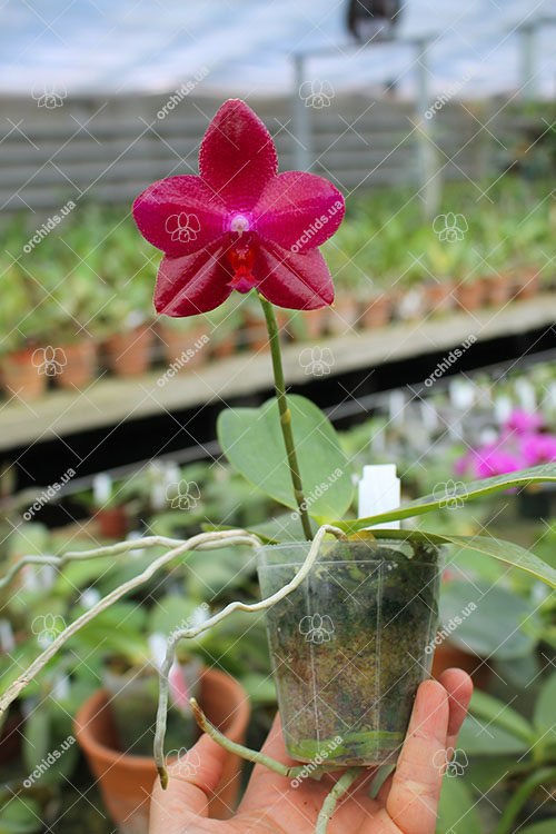 Phalaenopsis Mituo Sun 'Mituo #1' x Ld's Bear King 'RK-1'.jpg