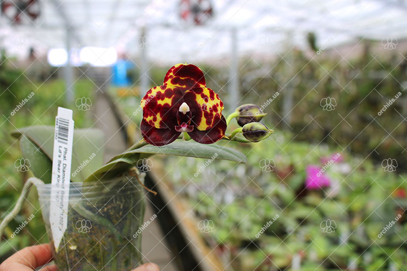 Phalaenopsis Diamond Beauty '1202' x Ld's Bear King 'YK7'.jpg