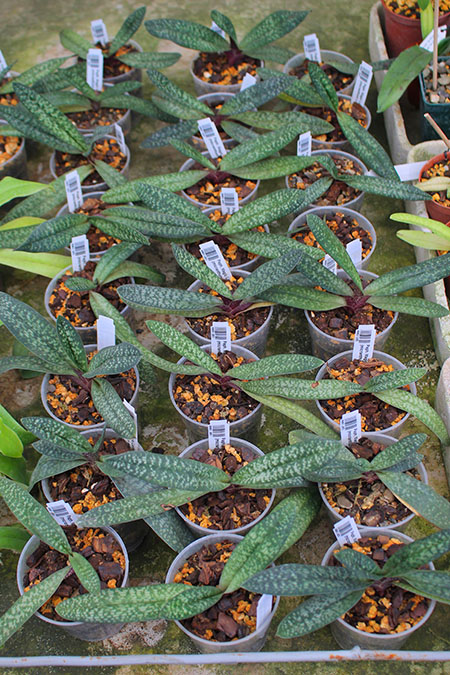 Paphiopedilum Magic Lantern.jpg