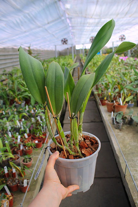 Brassolaeliocattleya Don De Michaels 'Z995' x Brassavola digbyana 'Mr Pig'.jpg