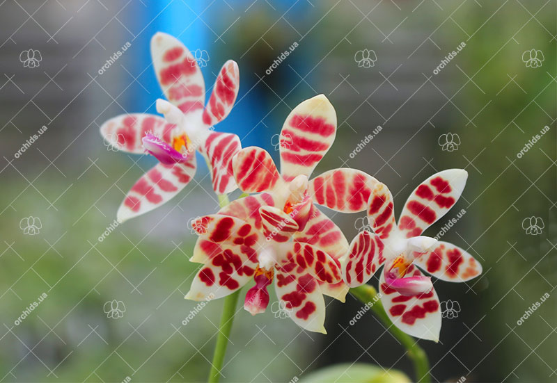 Phalaenopsis tetraspis ‘C#1’ x maculata flava.jpg