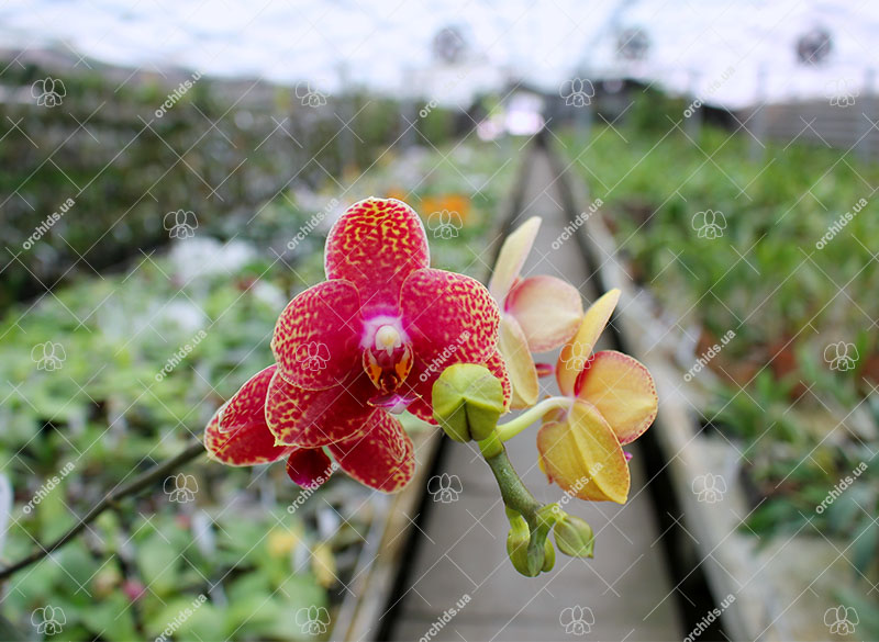 Phalaenopsis Lioulin Goldenfish x Princess Kaiulani flava.jpg