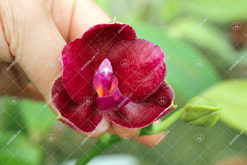 Phalaenopsis Mituo Sun 'Mituo #1' x Ld's Bear King 'RK-1'.jpg