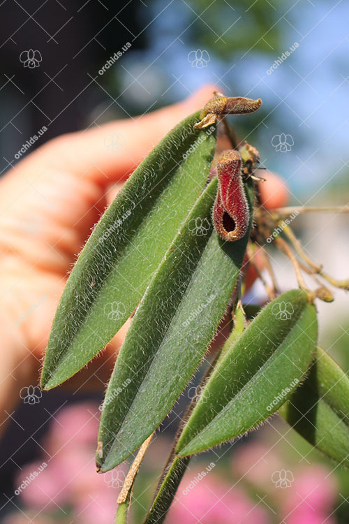 Dresslerella caesariata.jpg