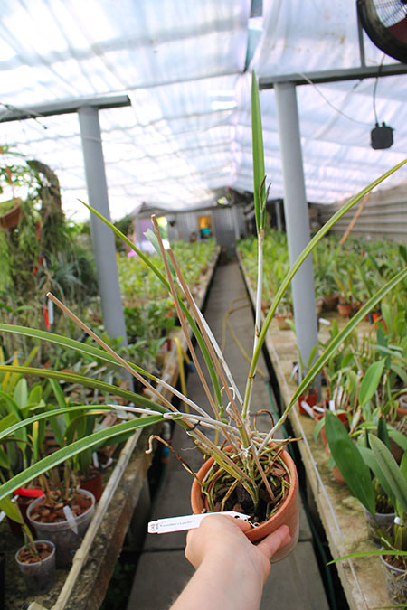Brassocattleya Amethyst (Laelia purpurata x Brassavola cucullata).jpg