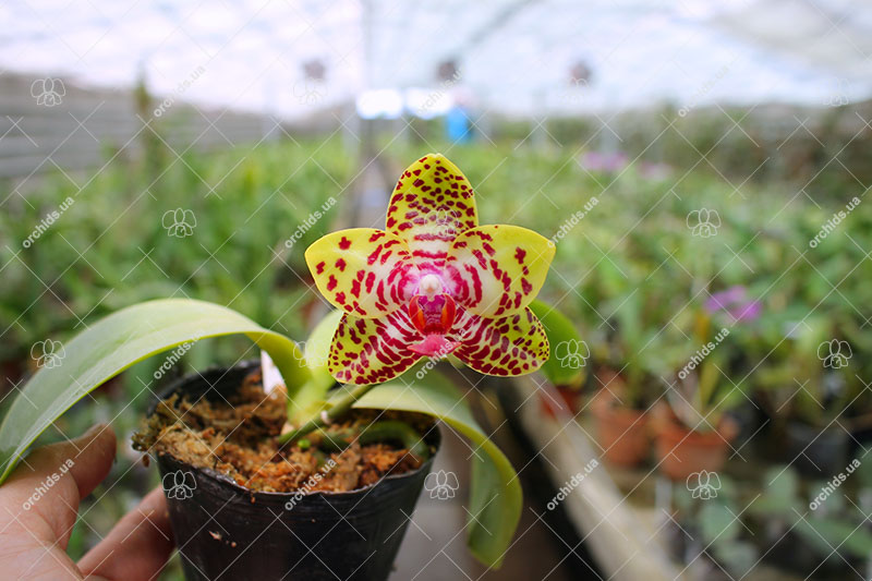 Phalaenopsis Sogo Pony x (Hymen x Sogo Kaiulani).jpg