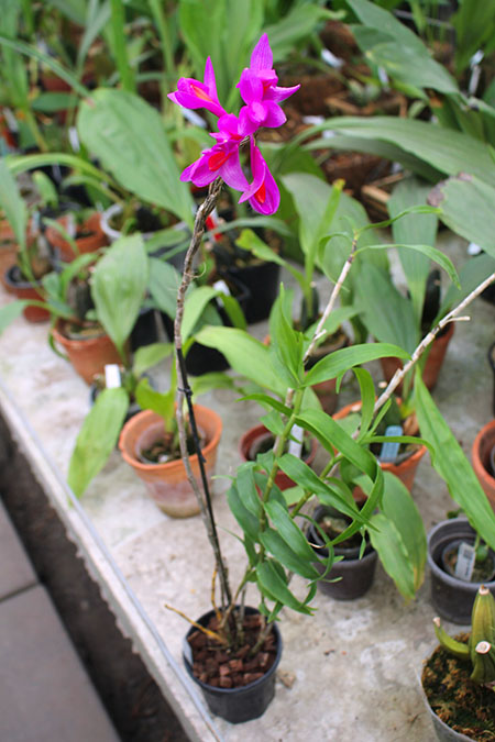 Dendrobium sulawesii.jpg
