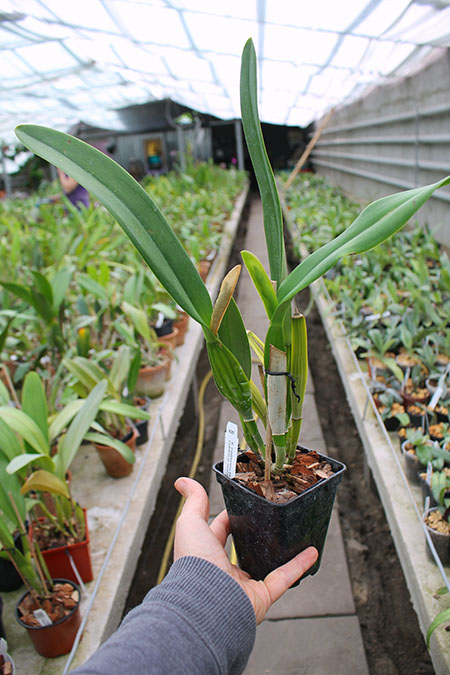 Laeliocattleya Canhamiana coerulea 'Azure Skies'.jpg