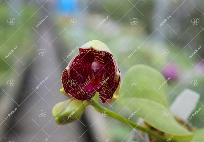 Phalaenopsis KS Super Zebra x AL Sun Tiger.jpg