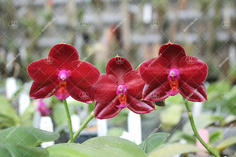 Phalaenopsis LD Sun Dragon 'Snake Scales'.jpg