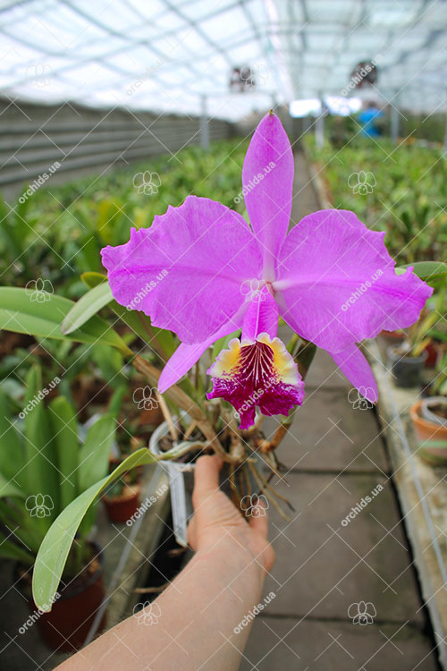 Cattleya lueddemanniana (Morena x OK-2) 'N 1' x lueddemanniana dark lip splash.jpg