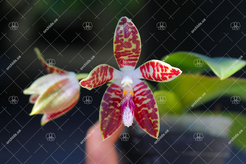 Phalaenopsis corningiana x sumatrana.jpg