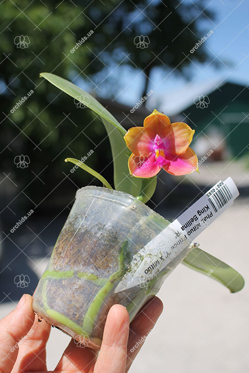 Phalaenopsis Mituo Prince 'Y' x Mituo King Bellina 'R'.jpg