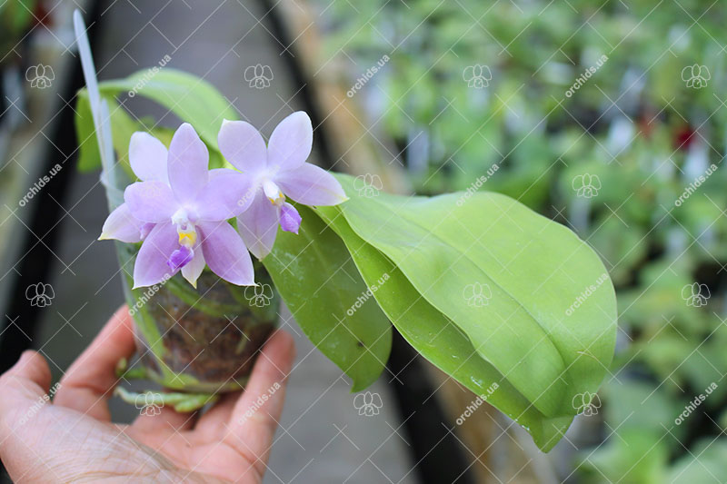 Phalaenopsis (tetraspis 'Su's Bluish' x violacea coerulea).jpg