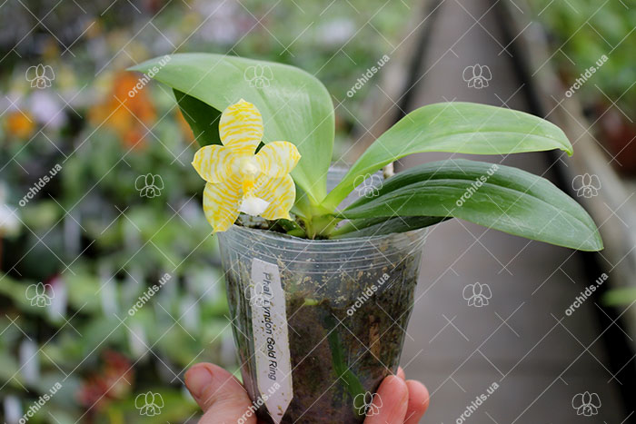 Phalaenopsis Lyndon Gold Ring (clone).jpg