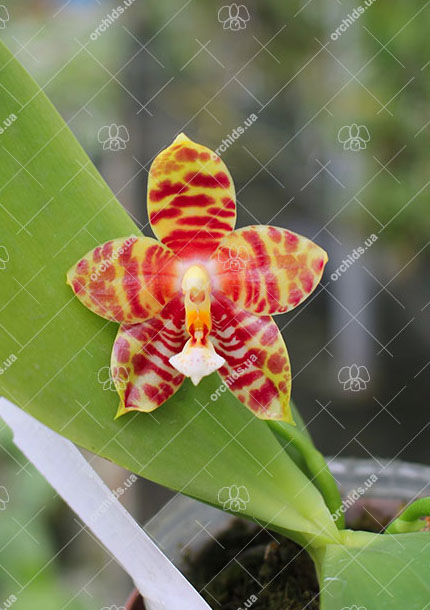 Phalaenopsis Magnificent Mibs 'Mituo #3' x Corona 'M-1'.jpg