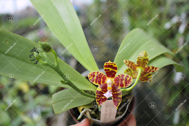 Phalaenopsis Magnificent Mibs 'Mituo #3' x Corona 'M-1'.jpg