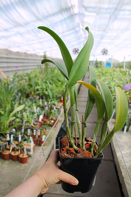 Cattleya Moscombe x (Brassolaeliocattleya Ports of Paradise 'Emerald Isle' x Brassavola digbyana 'Mr Pig').jpg