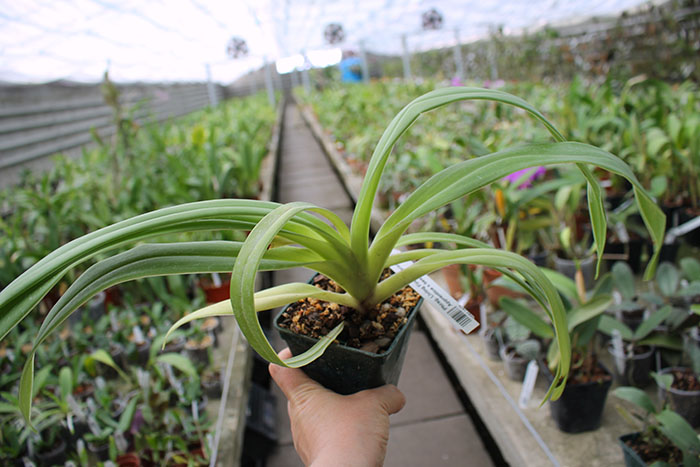 Phragmipedium Living Fire (Sorcerer's Apprentice x besseae).jpg