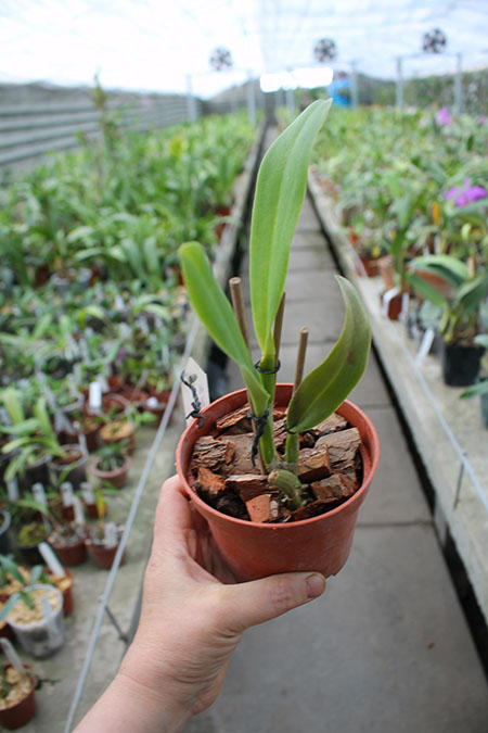 Brassolaeliocattleya Pink Empress 'Ju-Sen'.jpg