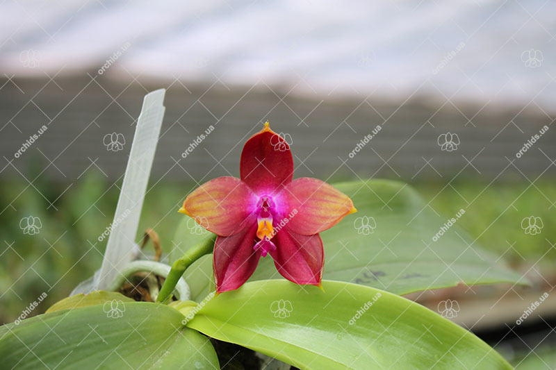 Phalaenopsis Ld's Bear King 'YK-14' x (Ya-Yi Qin x Yin's Bellina Kaiulani).jpg