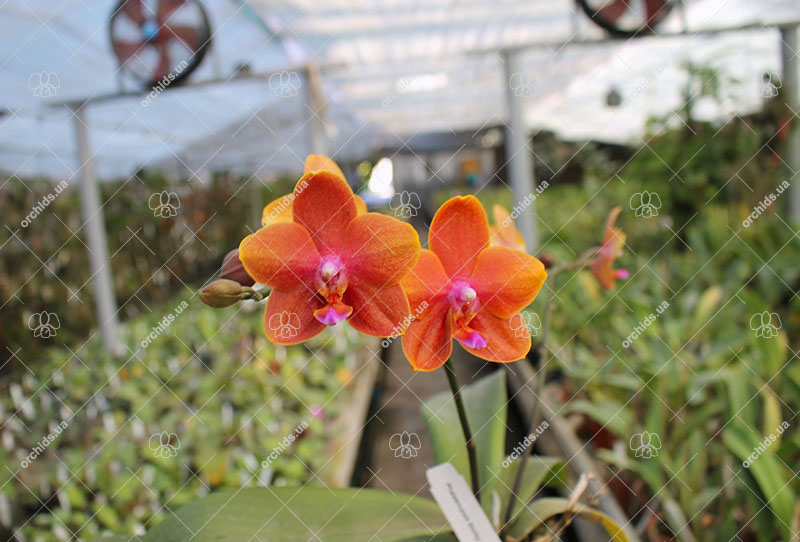 Phalaenopsis Smiley Tangerine 'Wilson'.jpg