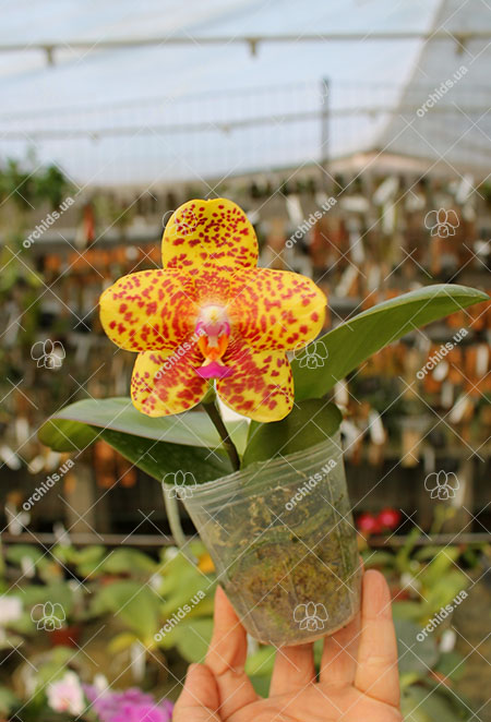 Phalaenopsis Diamond Beauty '1202' x Ld's Bear King 'YK7'.jpg