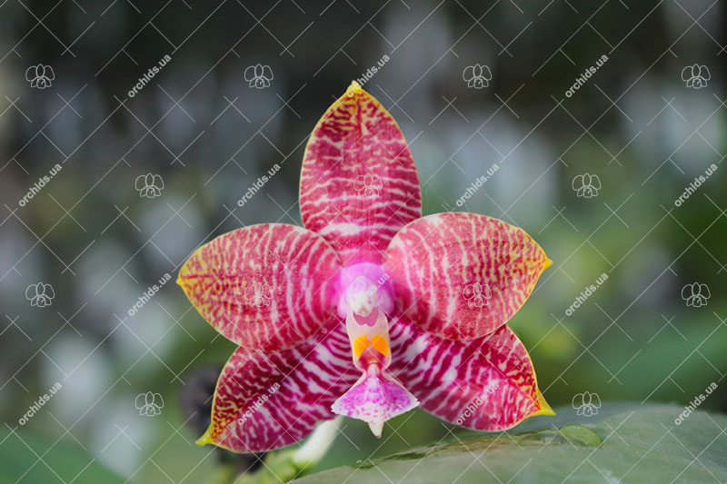 Phalaenopsis Hannover Parrion x Zheng Min Tyrannosaurus.jpg