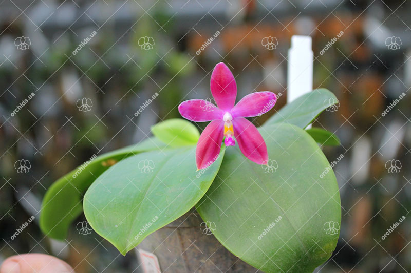 Phalaenopsis Germaine Vincent indigo type x tetraspis.jpg