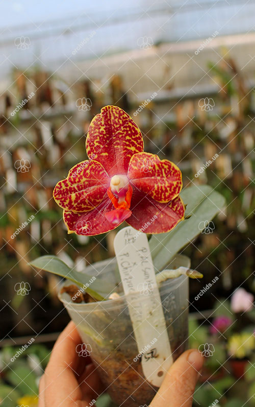 Phalaenopsis AL Sun Hannover 'Red' x Chingruey’s Tiger.jpg