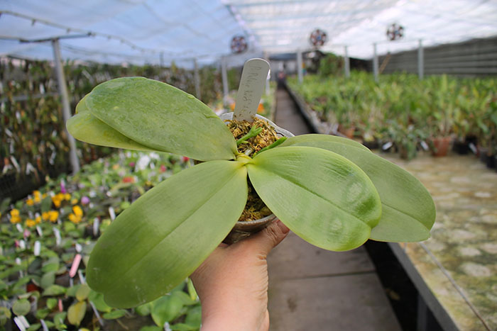 Phalaenopsis Palace Reef 'AL' (MC).jpg