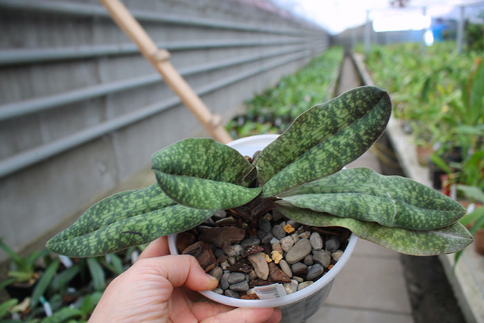 Paphiopedilum malipoense x delenatii.jpg