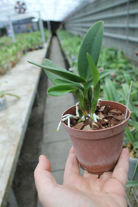 (Cattleytonia Why Not x Blc Tzeng-wen Beauty) x Potinara Ahchung Yoyo.jpg