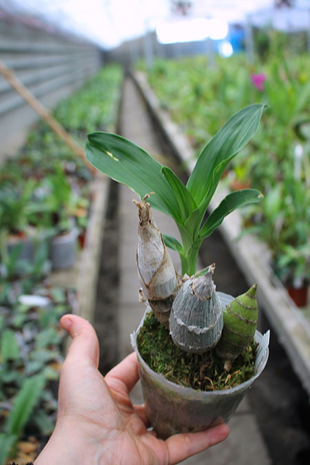 Cycnoches Golden Showers (herrenhusanum x chlorochilon).jpg