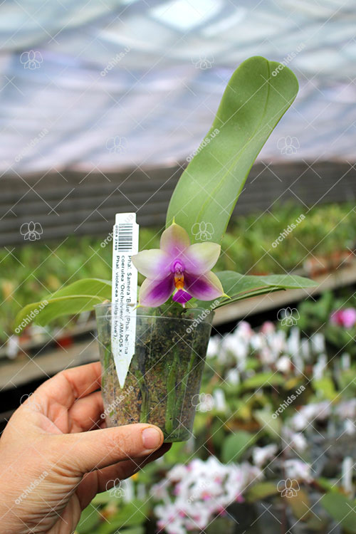 Phalaenopsis Samera Blue 'Mituo#1'.jpg