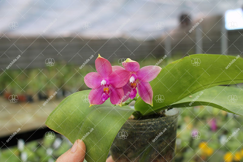 Phalaenopsis tetraspis red x bellina blue.jpg