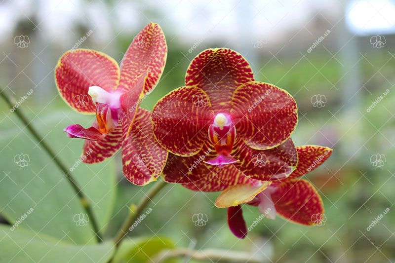 Phalaenopsis (Mituo Sun x Mituo Venosa ) 'Mituo #1'.jpg