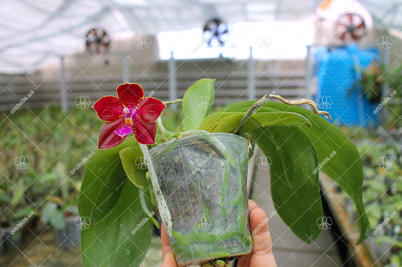 Phalaenopsis Ld's Bear King x gigantea.jpg