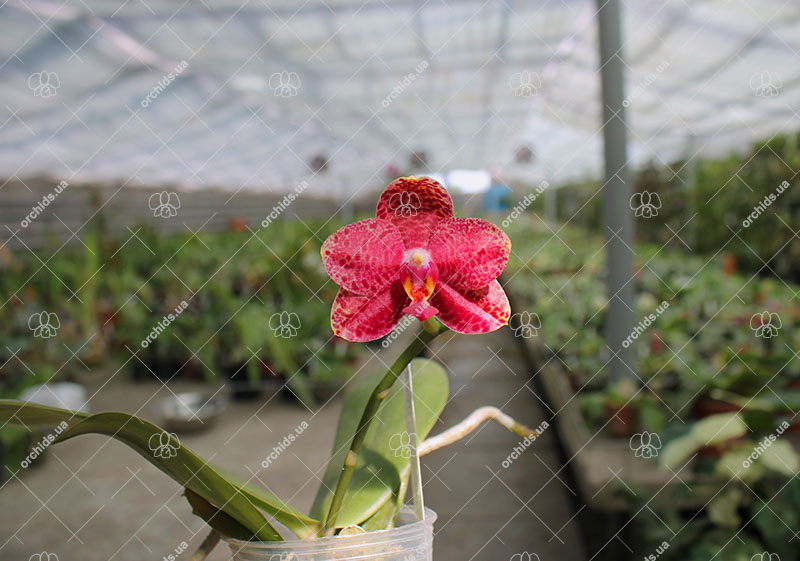 Phalaenopsis Diamond Beauty '1202' x Ld's Bear King 'YK7'.jpg