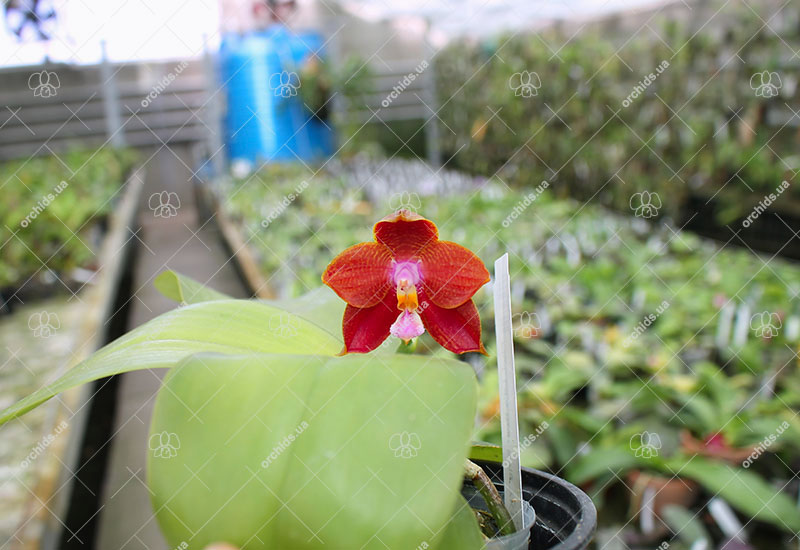 Phalaenopsis Ld's Bear King 'YK11'.jpg