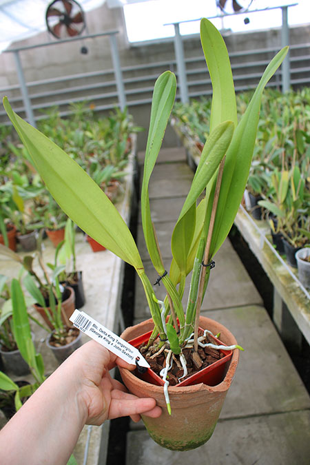Brassolaeliocattleya Delta King Tangerglow (George King x John Sexton).jpg