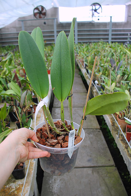 Brassolaeliocattleya George King 'Serendipity'.jpg
