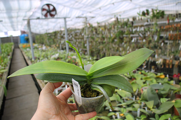 Phalaenopsis equestris (orange lip).jpg