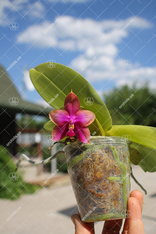 Phalaenopsis (Yin's Bellina Kaiulani x Ld's Bear Queen ) x Dragon Tree Eagle 'Red Eagle'.jpg